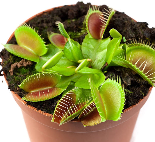 ✅ Venus Fly Trap 20 Seeds Eco Pack For Sowing