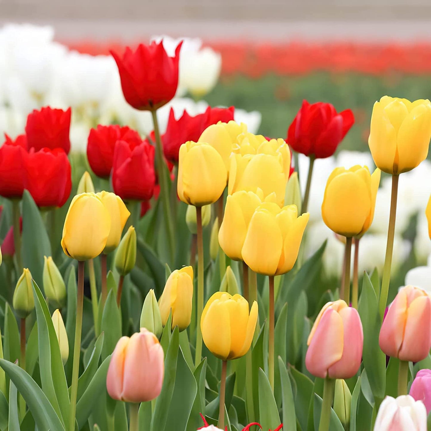 NooElec Seeds India Mix Color Tulip Seeds Fresh Non-Gmo Flower Seeds For Planting Home Garden Decor - 30+ Seeds Pack - Seeds Ville