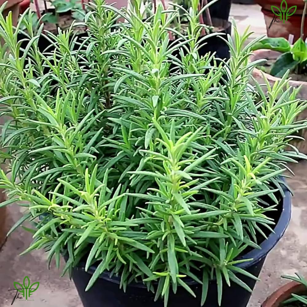 The Green Beach Live Rosemary Live Plant Ornamental, Mosquito Repellent, A Wonderful Herbs and medicine for Any Kitchen Garden Plant With Black Plastic Pot - Seeds Ville