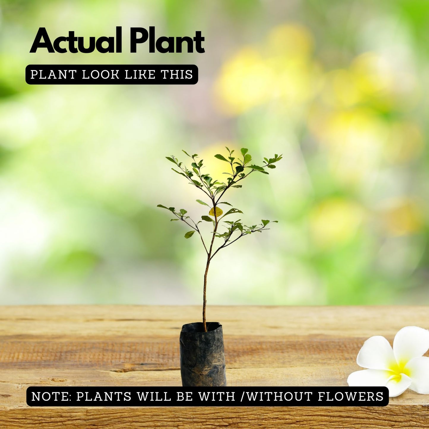 Hug A Plant |Terminalia Green Ornamental Live Plant (Home & Garden)