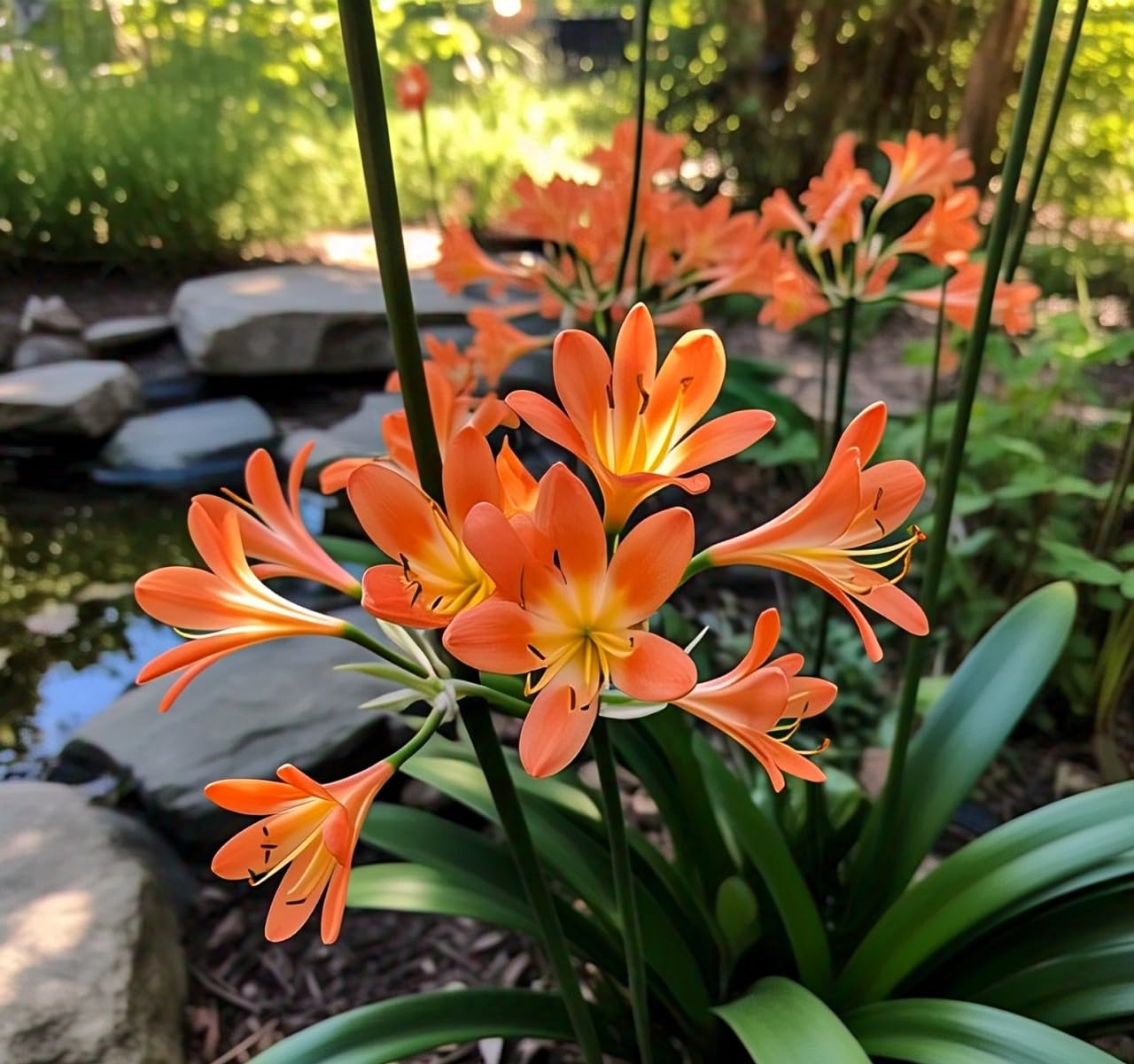 BlimBurn 50 Fire Lily Flower Seeds - Easy to Grow, Year-Round Blooms, Perfect for Any Garden - Seeds Ville
