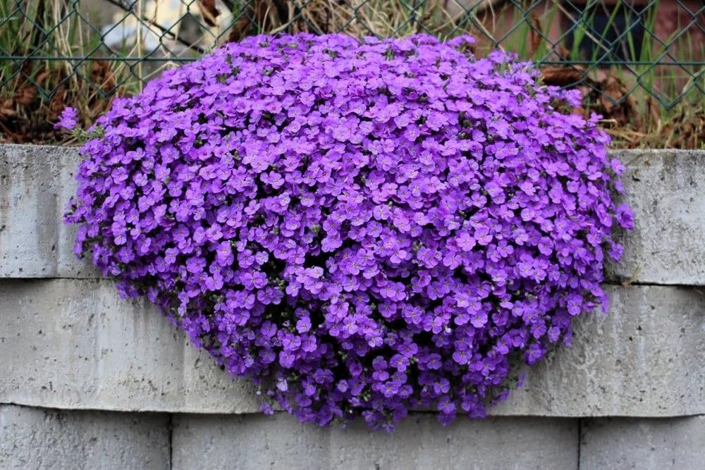 50 Aubrieta False Rock Cress Seeds - Purple & Lilac Ground Cover Blend - Non-GMO Aubrieta Hybrida Perennial Flower Seeds for Planting, Grow All Year Round