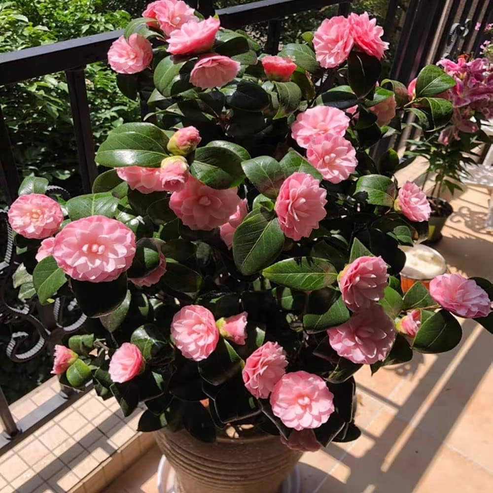Camelia rose live plant - Seeds Ville