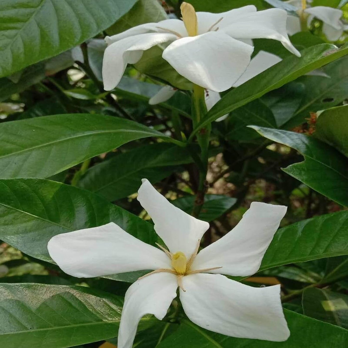 Seeds Ville Hing Spice Live Plant 45-90cm Tall Outdoor