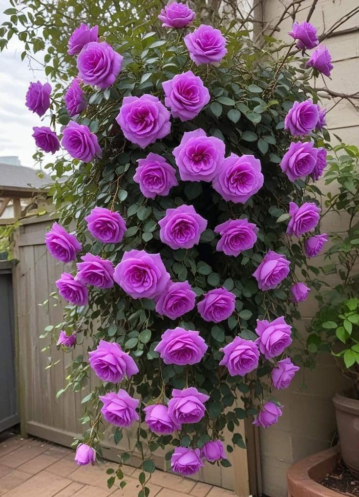 Imported Climbing Rose Flower seeds for Home and Kitchen Gardening Pack 80 to 100 seeds (MIXEDCOLOR SHADE-3)