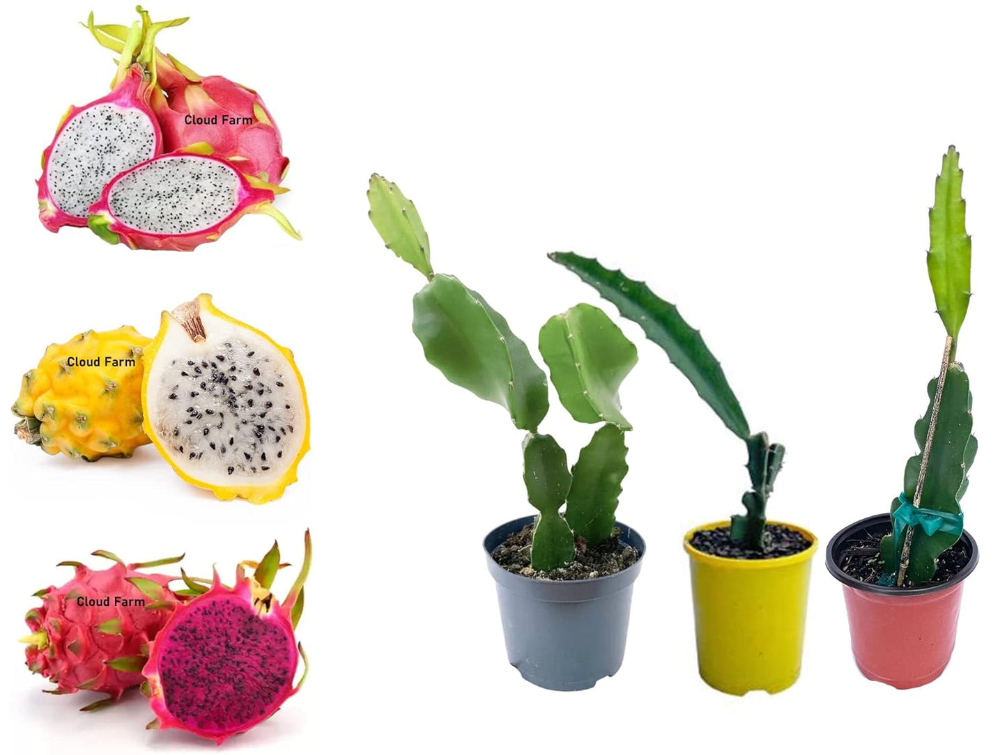 Dragon Fruit Combo Pack of All Three- 3 Varieties- Yellow Skin, Pink Skin but White Flesh and PinkSkin with Pink Flesh.. Hybrid Rooted Dragon Saplings. [V4]