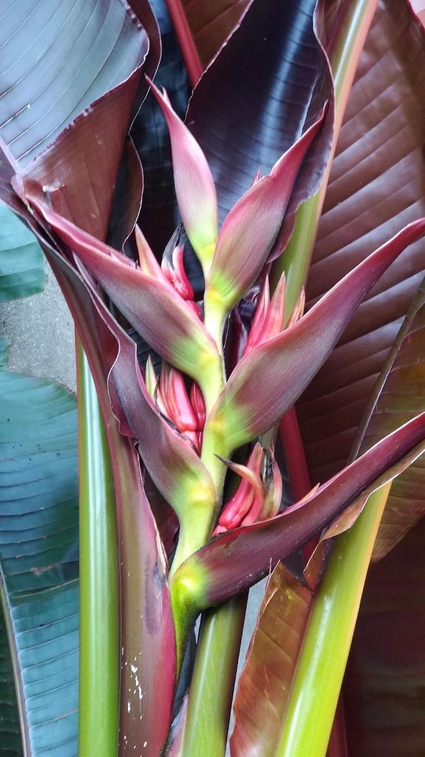 Seeds Ville Heliconia Imported Flower Bulbs Pack of 2