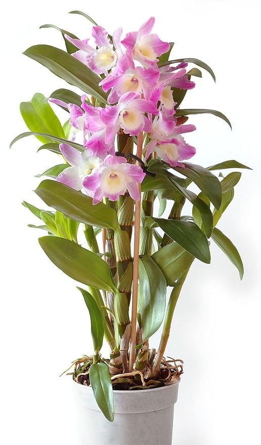Sonia Red Dendrobium Orchid Live Flowering Plant Pack of 1