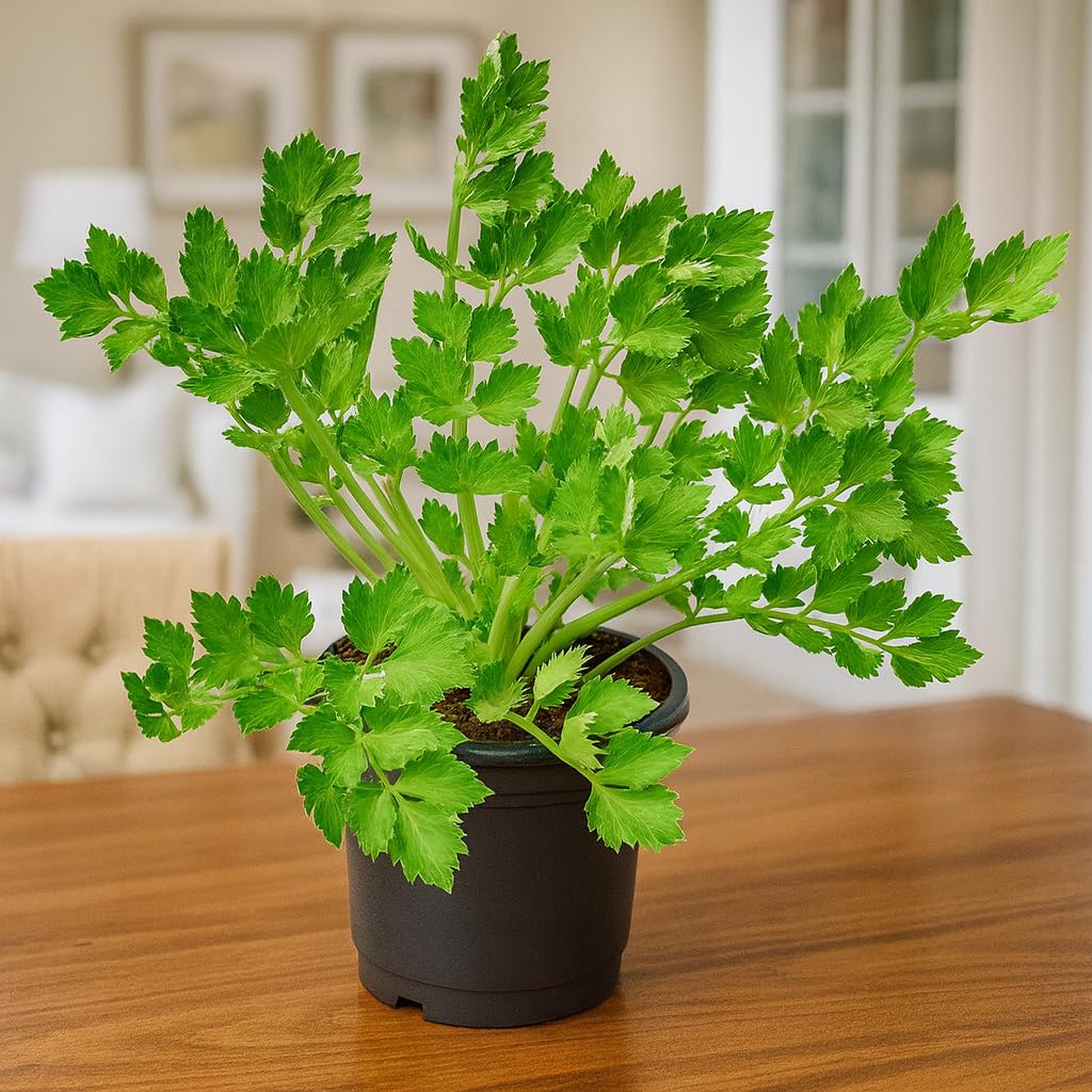 Live Parsley Plant | Fresh Culinary Herb for Kitchen & Garden | Fast-Growing, Flavorful Leaves | Easy to Grow Indoor–Outdoor Herb Plant in Pot