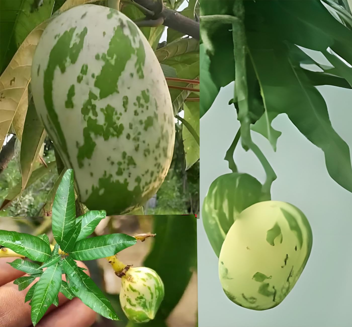 Purple Japanese Miyazaki Mango Plant Original Grafted Fruit Tree Height 1.5-3 Feet Plant Hybrid Plant Fruit In Just 2-3 Years Perfect For Home Gardens Mango Tree Taiyo No Tamago Eggs Of Sun