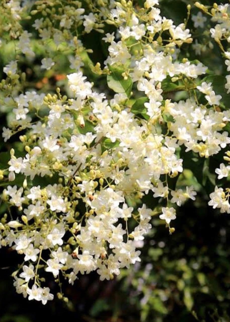 Manimulla Creeper Flower Plant | Christmas Jasmine Live Plant | Porana Paniculata | Fast Growing Healthy Plant | White Flowering Vine for Outdoor Garden Balcony |Bloom Yard