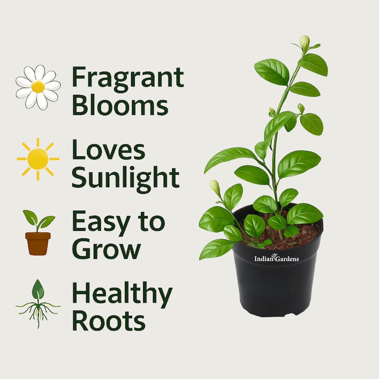 Indian Gardens - 5 Layer/Arabian Jasmine Jasmine live plant | Indoor & Outdoor Plant | sambac White | 4 inch (Min : 2)