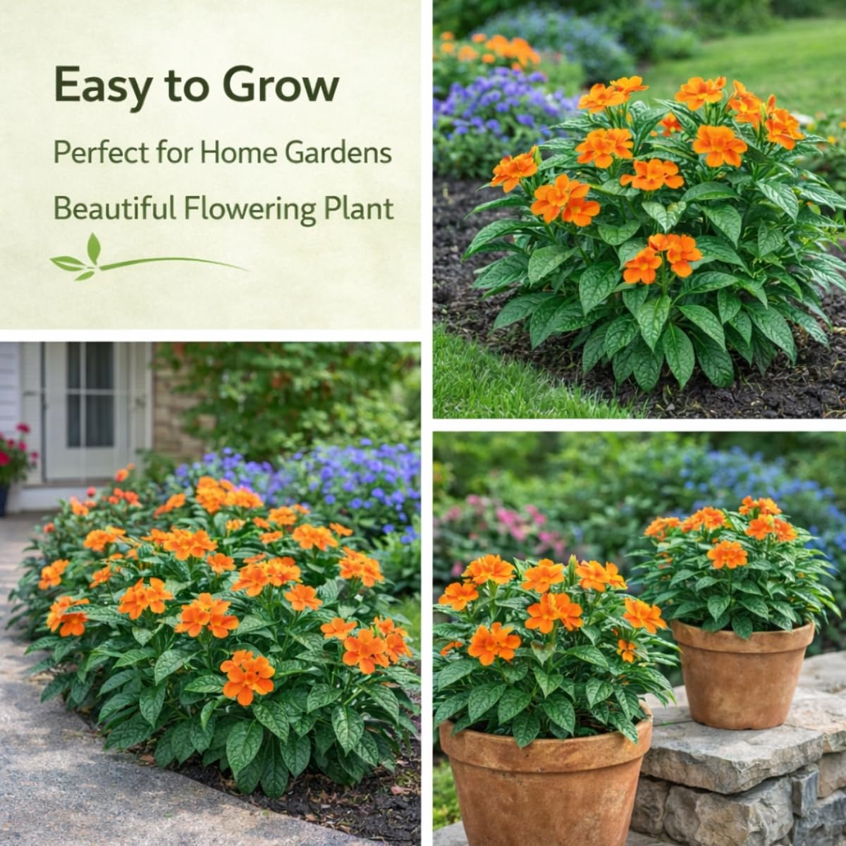 Seeds Ville Kanakambaram Crossandra Live Flowering Plant in Pot