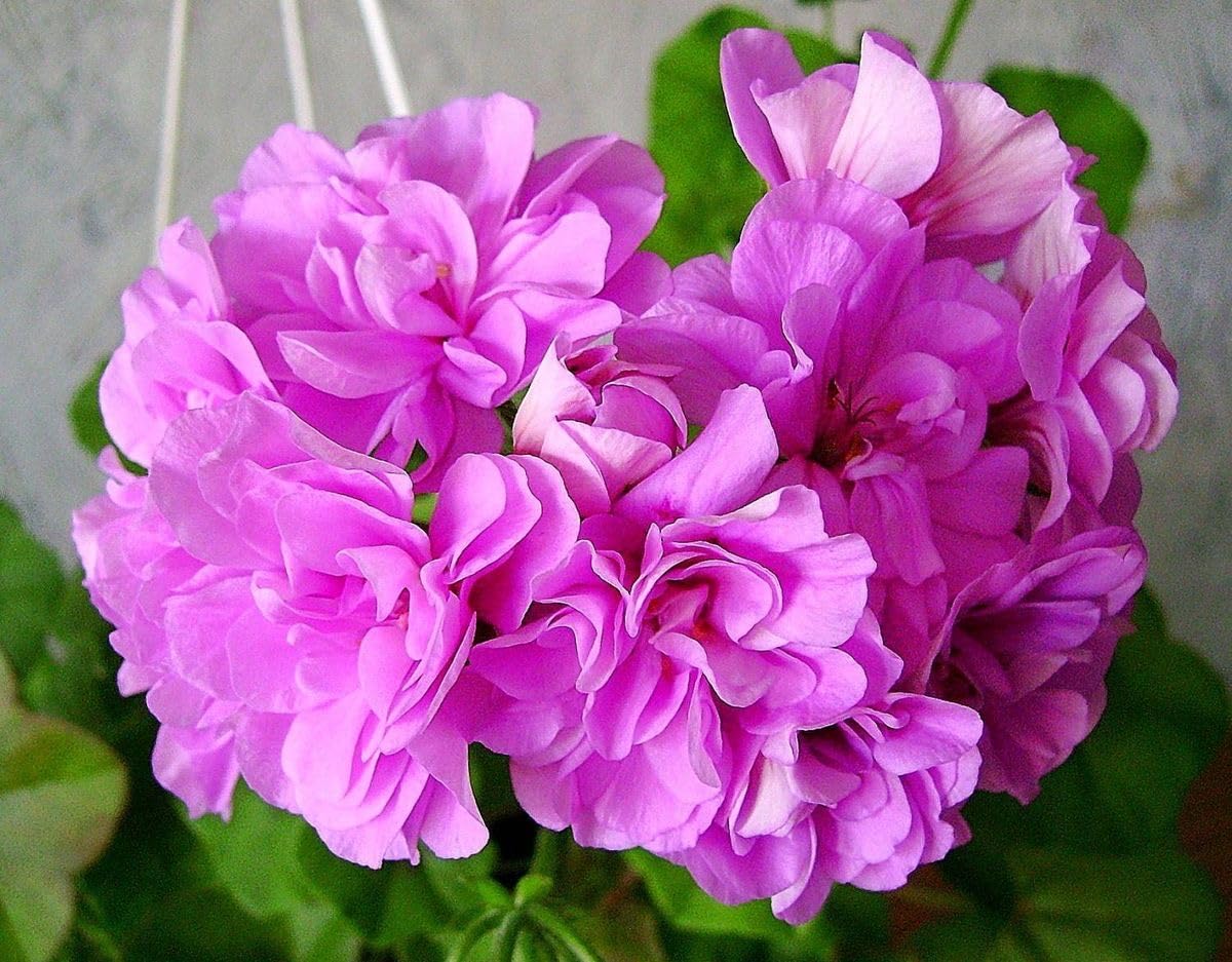 Climbing Double Geranium Flower Seeds for Home and Kitchen Gardening, Pack of 60 to 80 seeds