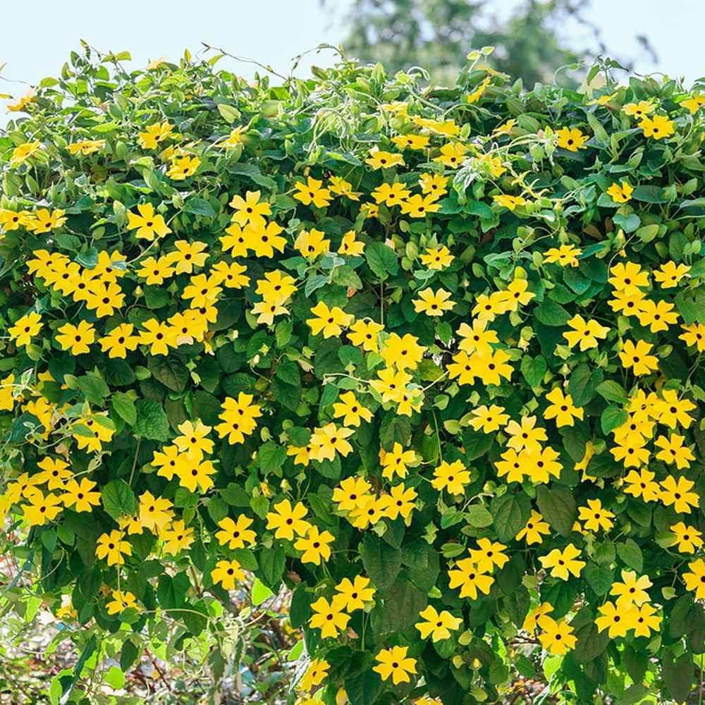 100+ Seeds- Climbing Vine Thunbergia Black-Eyed Susan Yellow Flower Seeds For Gardening