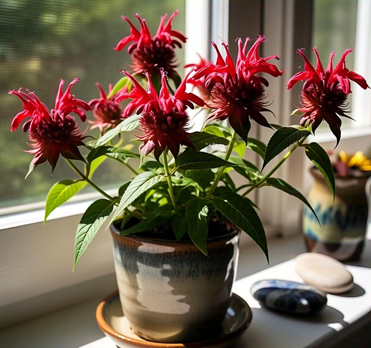 35+ Seeds- Bee Balm Flower Seeds - Natural Insect Repellent - Grow Year Round - All India - Seeds Ville