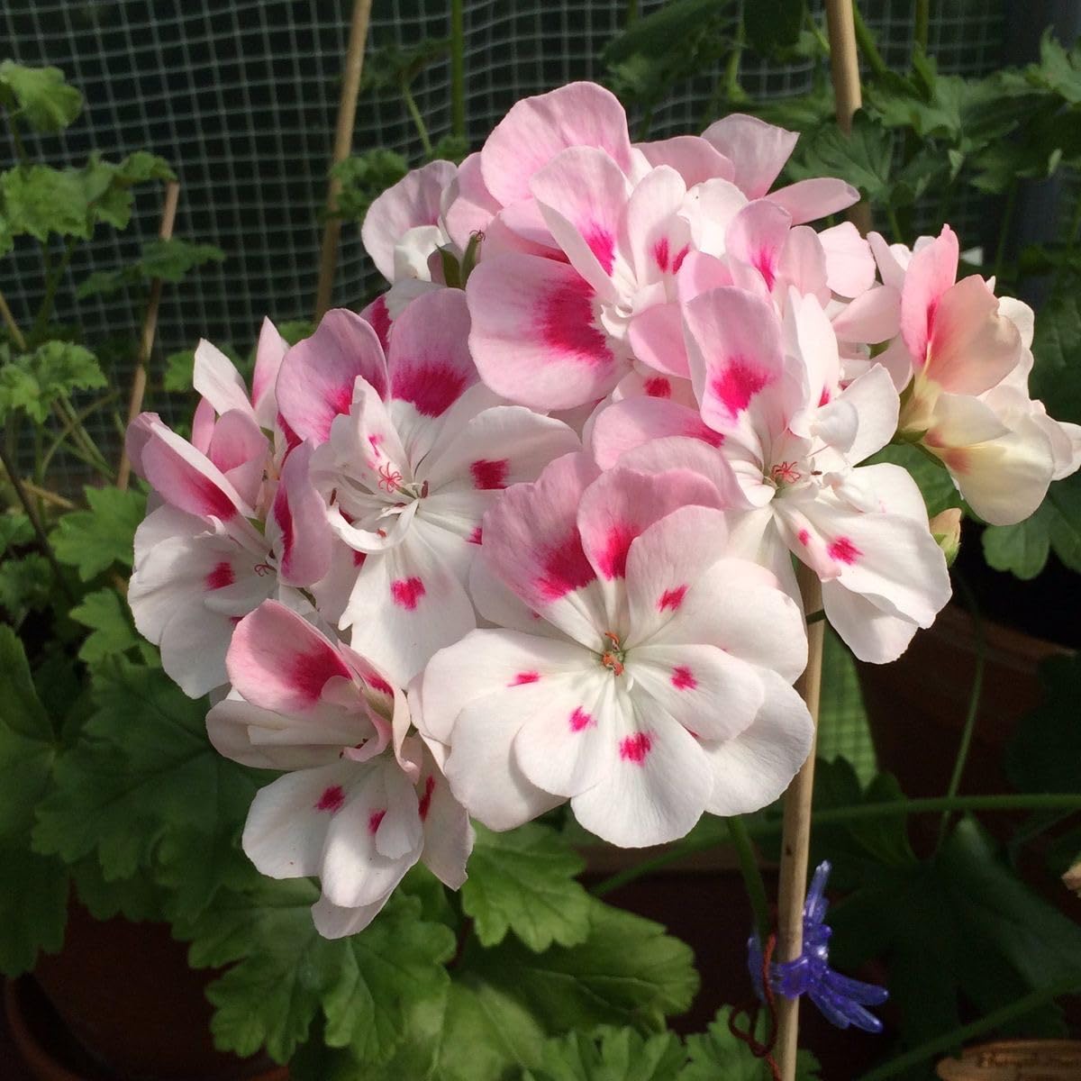 Ritz Farming® Geranium Flower Seeds for Your Home and Gardening Pack of 50 to 70 seeds (PINK SHADED)