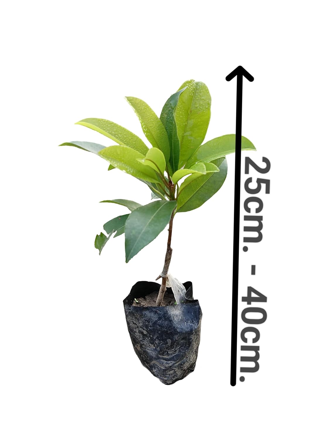 RK and JA Plant* Hybrid & Sweet Sapota/Chiku Fruit Live Plant (Grafted). All time Season & Fruit After 2 Months. (Pack Of - 1)