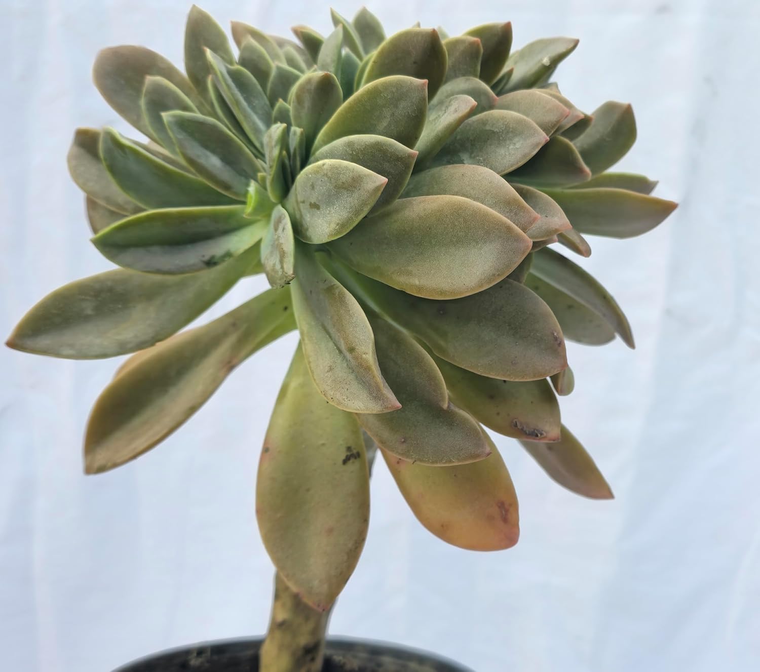 KATASHA KODAIKANAL Organic Echeveria Plant – Live Hardy Succulent – Low Maintenance, Drought-Resistant & Air-Purifying – Perfect for Home, Office & Garden Décor