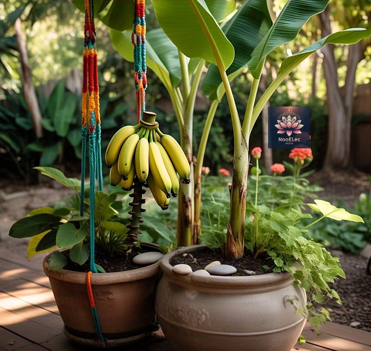 BlimBurn Dwarf Banana Seeds for Planting - 40+ Hybrid Seeds for Indoor/Outdoor Grow, Fast Growing, Easy Care, Year-Round Fruit Production - Seeds Ville