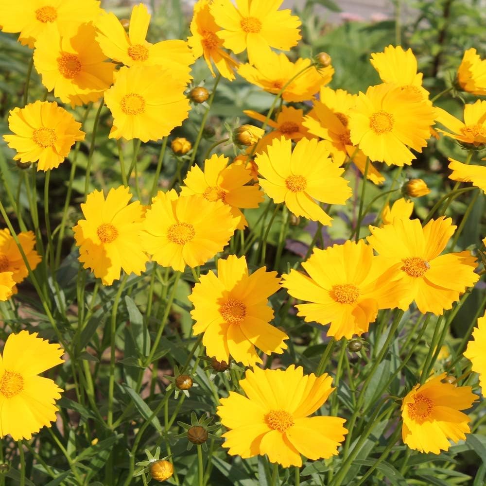 50+ Seeds- Tickseed Lance-leaved Coreopsis Heat & Drought Tolerant Wild Flowers