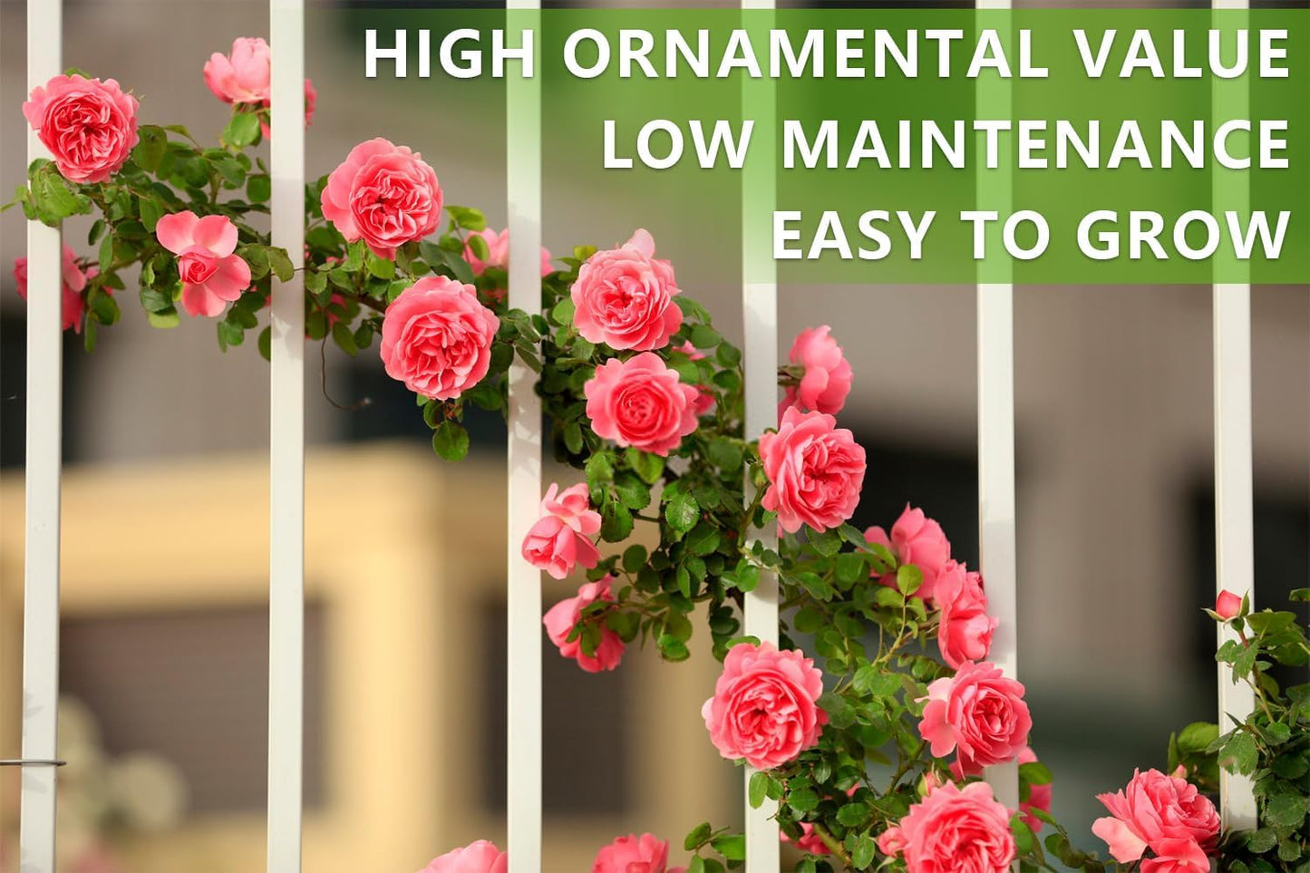 All Mix Imported Climbing Rose Seeds Perennial Super Fragrance Rose flower (45+ Seeds Pack) With Free 50g Seed Growing Mix | Flower Seeds for Home and Kitchen Gardening