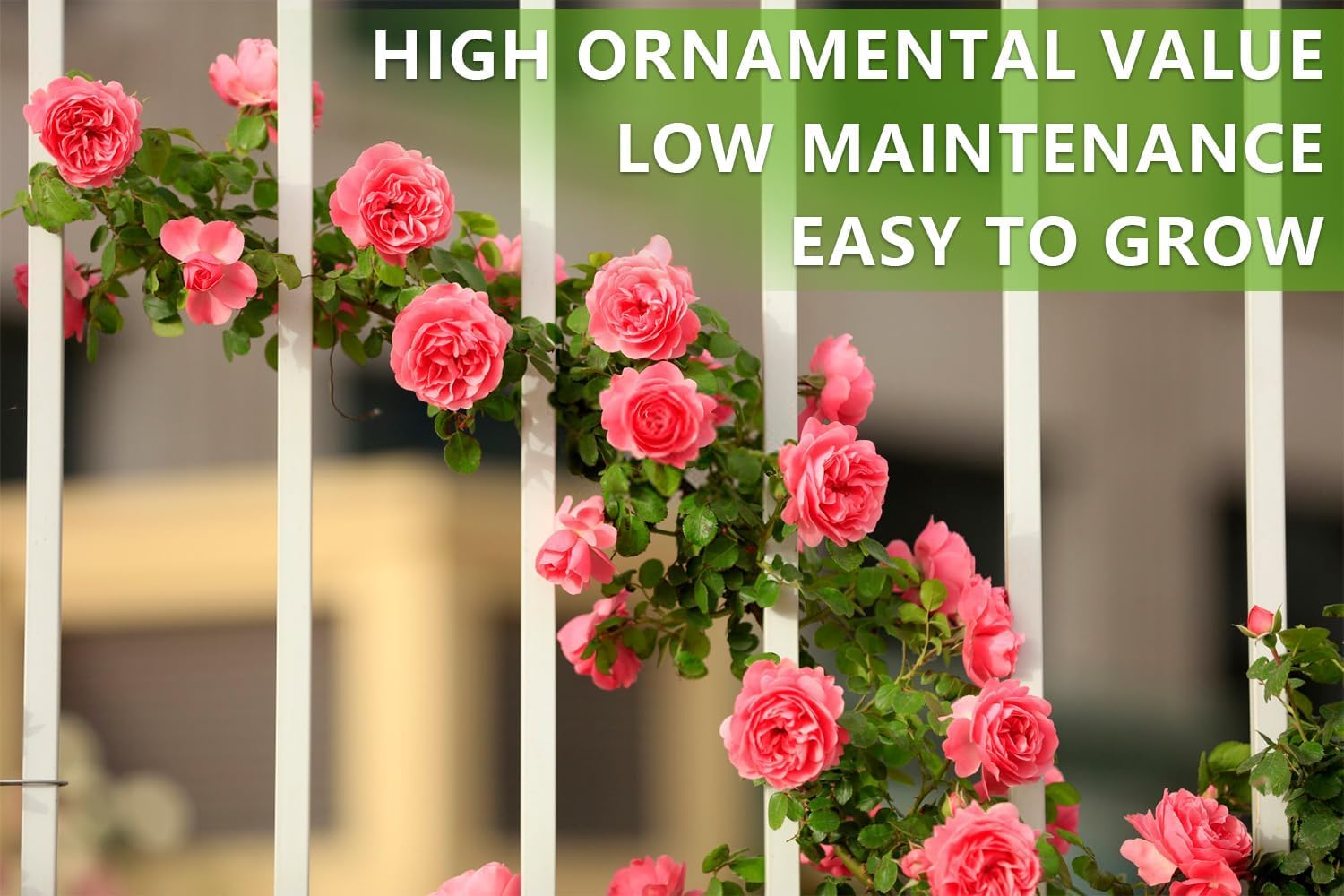 All Mix Imported Climbing Rose Seeds Perennial Super Fragrance Rose flower (45+ Seeds Pack) With Free 50g Seed Growing Mix | Flower Seeds for Home and Kitchen Gardening