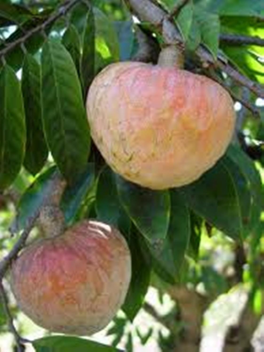 Rare Red Custard Apple Annona Reticulata Bullocks Heart Fruit 15 seeds for Growing