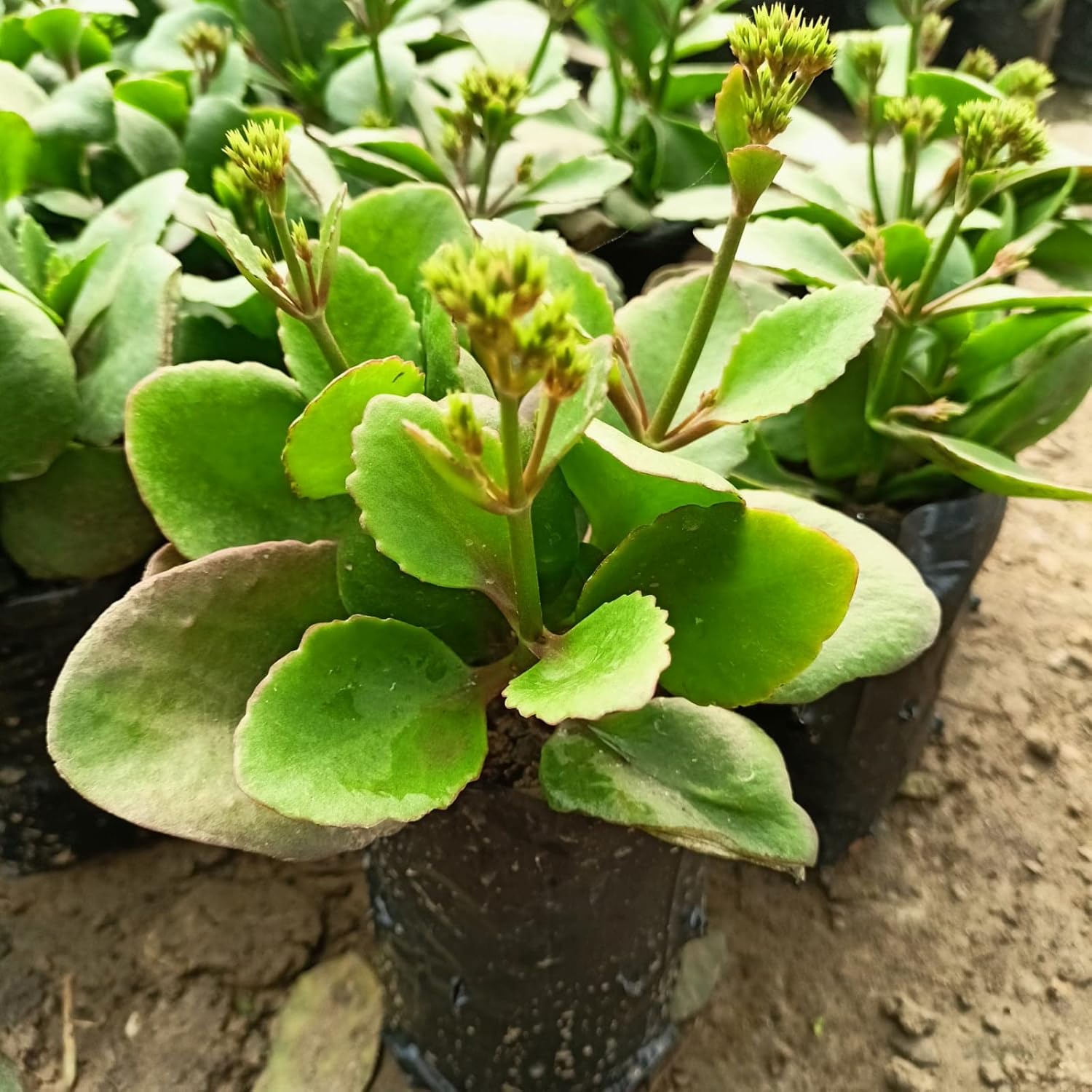 HYBRID RED KALANCHOE LIVE PLANT(PACK OF-1) - Seeds Ville