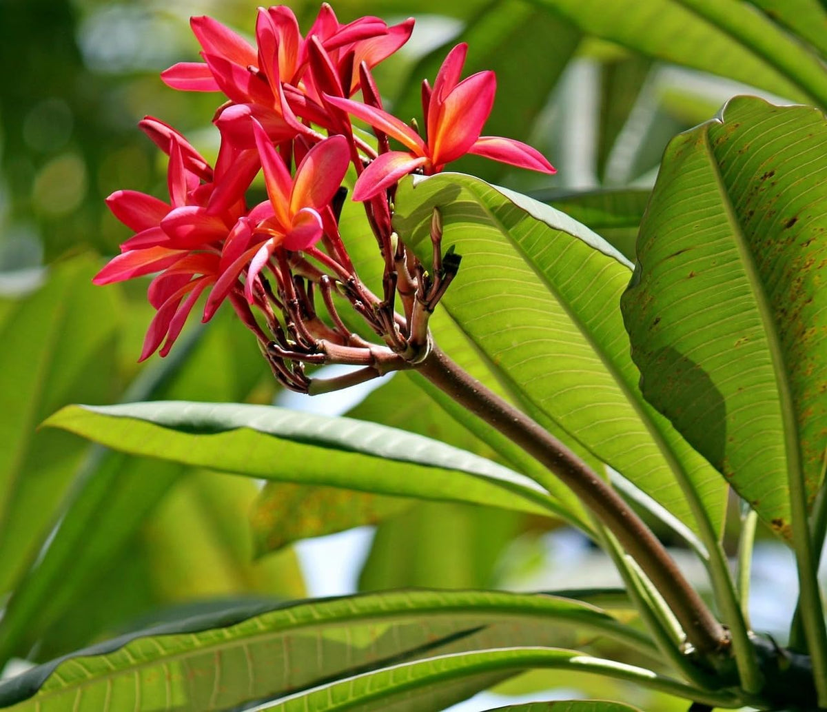 Seeds Ville Rare Red Plumeria Live Plant Pack of 1