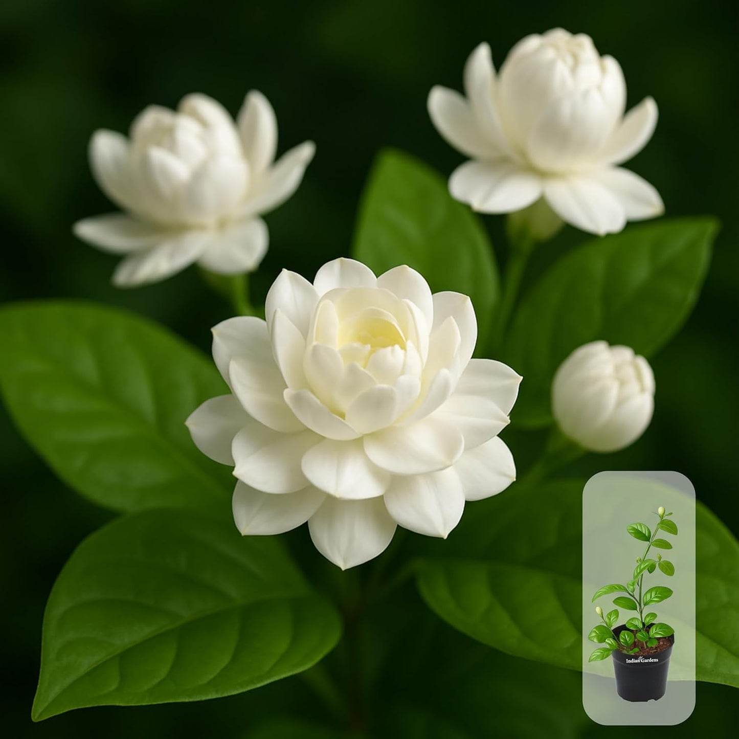 Indian Gardens - 5 Layer/Arabian Jasmine Jasmine live plant | Indoor & Outdoor Plant | sambac White | 4 inch (Min : 2)
