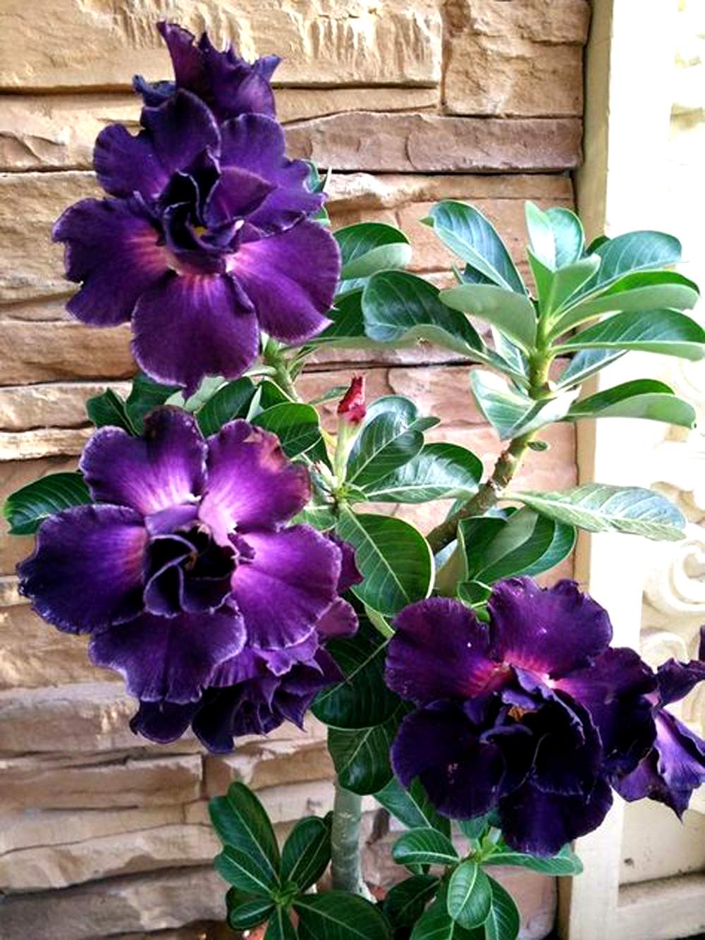 DIPA Rosy Adenium/Desert Rose Grafted1 Healthy Live Plant With Pot(SIAM BLUE SUCCESS)