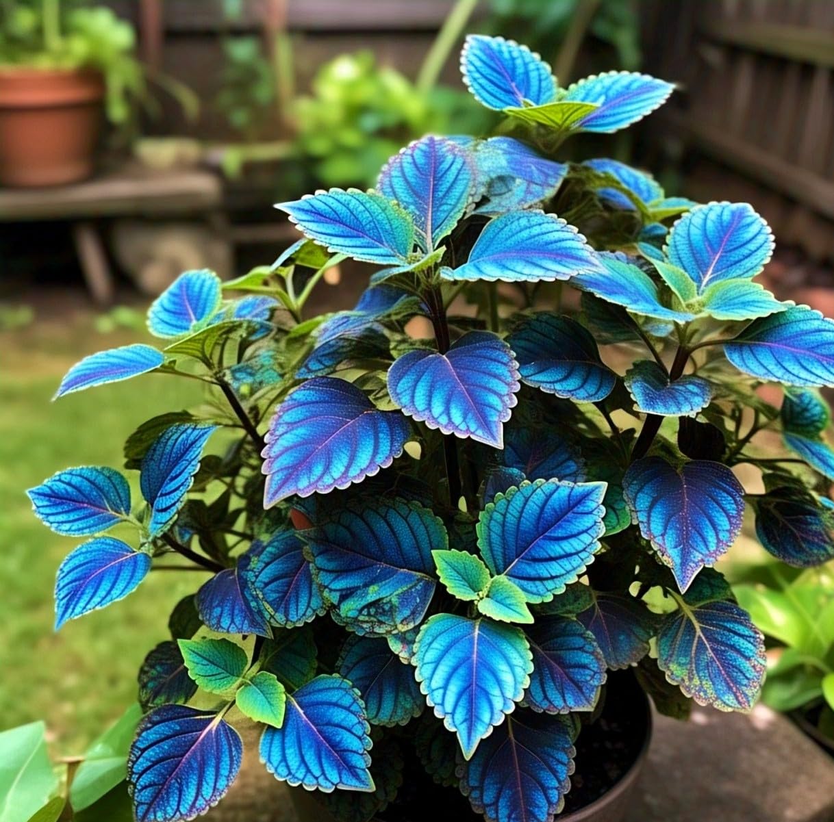 60+ Seeds- All Seasons Blue Mini Coleus Plant Seeds For Home Garden- Grow Indoor & Outdoor. - Seeds Ville