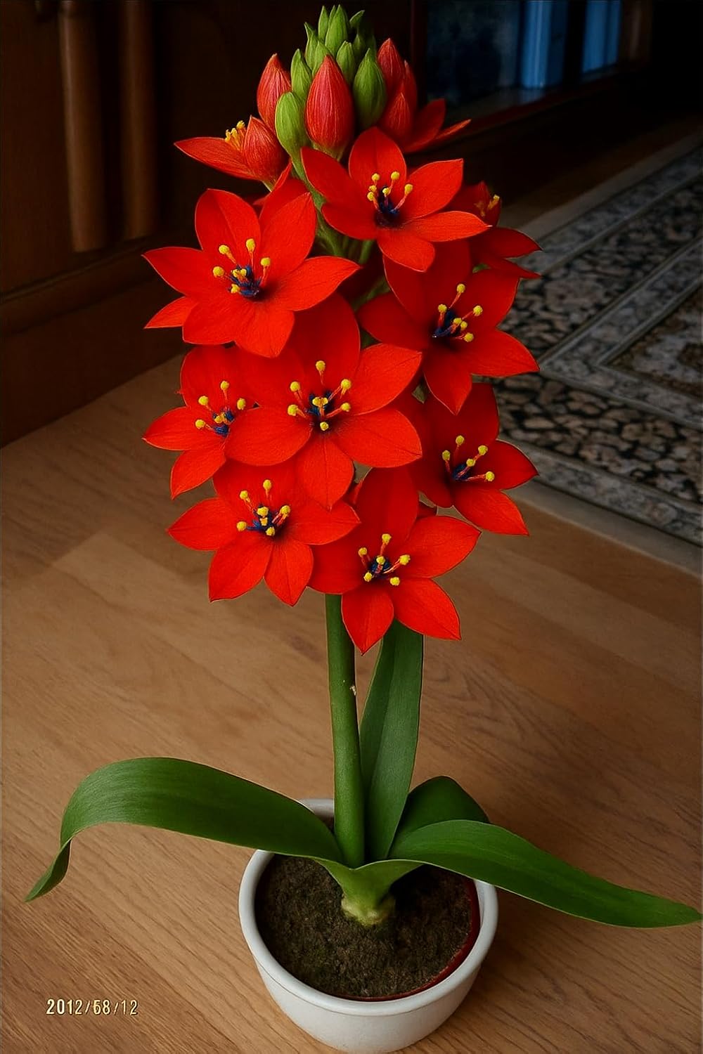 SVG® Ornithogalum Chinchirinchi Flower Bulbs Imported Variety Pack of 5 bulbs (WHITE)