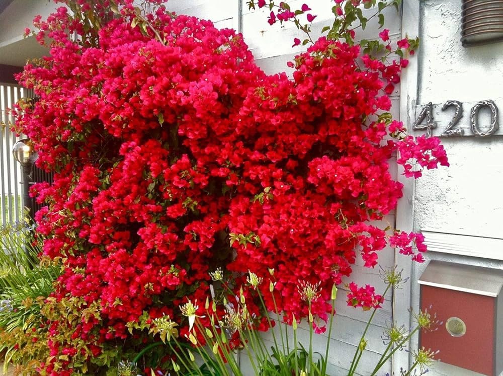 Bougainvillea hybrid plant live red Pack fo 1 - Seeds Ville