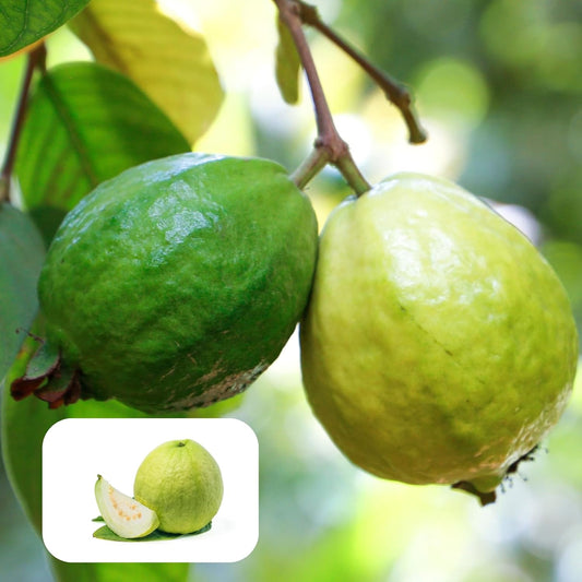 Indian Gardens – White Guava Live Plant | Healthy Fruit Plant for Home & Garden | Sweet, High Yield Variety | Fast Growing Plant with 4 inch Pot