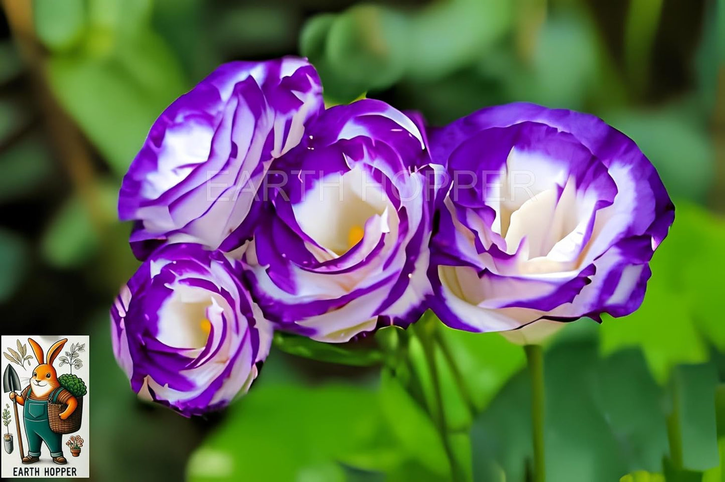 50+ SEEDS Lisianthus Flower Mix Colors Seed Pack, Easy Care & Fragrant & Air Purifying for Indoor & Outdoor Gardening - Seeds Ville