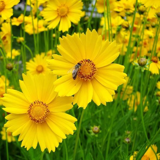 50+ Seeds- Tickseed Lance-leaved Coreopsis Heat & Drought Tolerant Wild Flowers