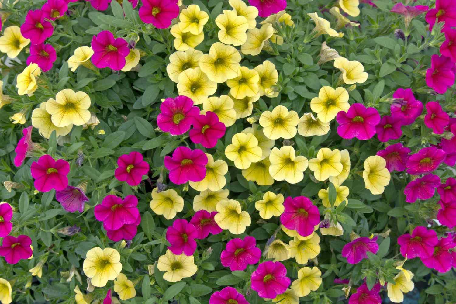 50+ SEEDS- Million Bells Double Flower Seeds- Mix Colour Seeds Pack