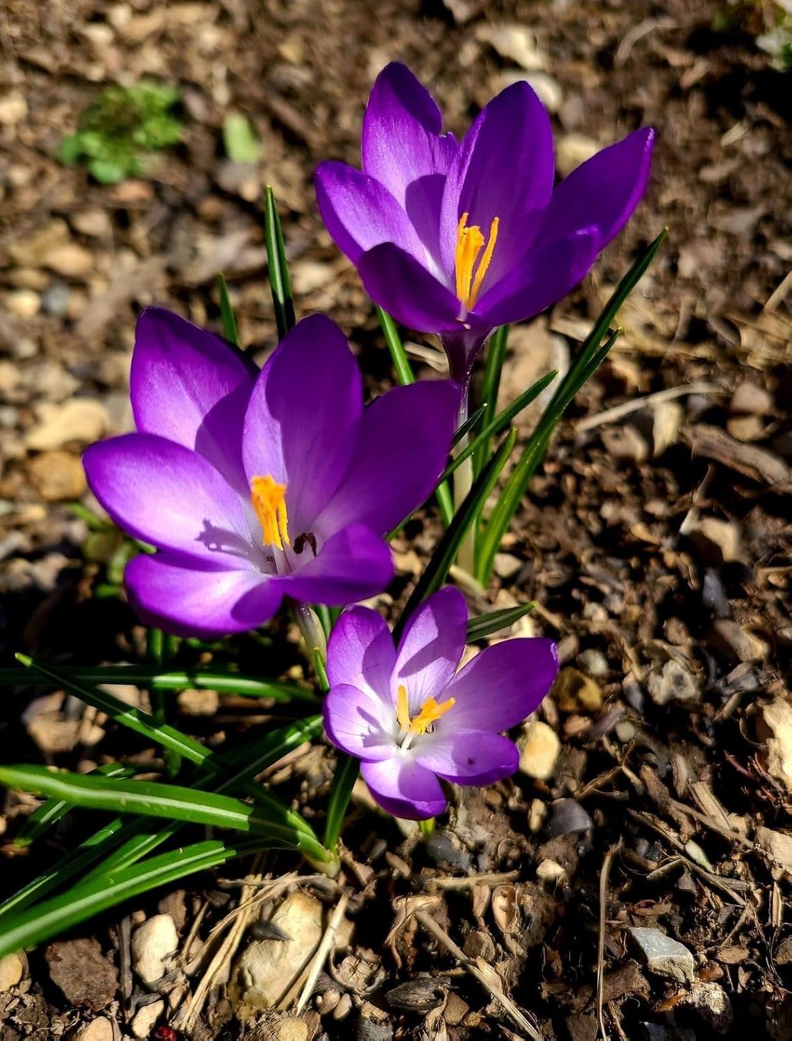 Saffron Flower Bulbs | Kesar Flower Bulbs for Home and Gardening (Pack of 2 bulbs)