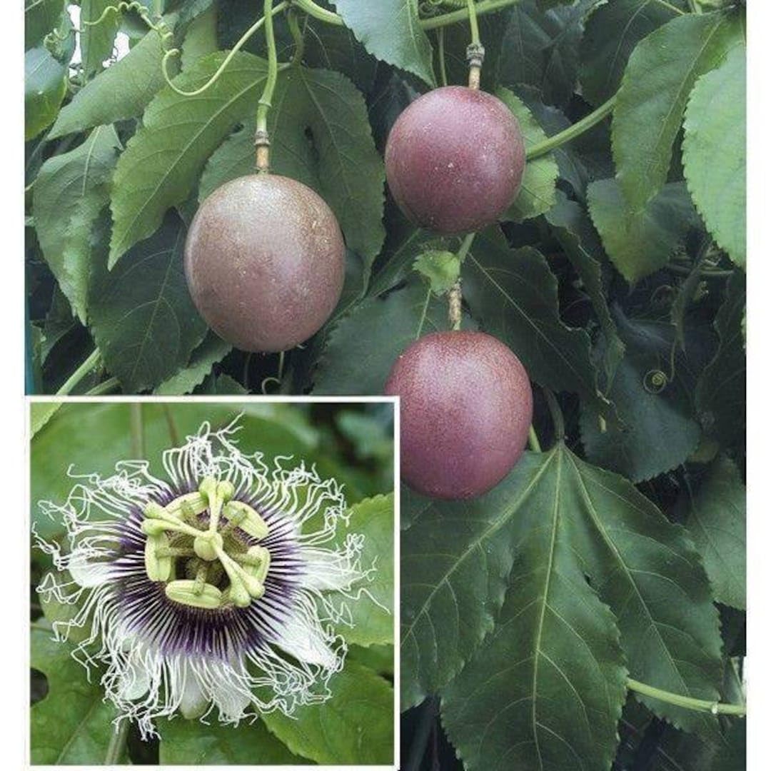 2 PASSION FRUIT VINE PLANT OUTDOOR GARDEN LIVE ORGANIC HYBRID GRAFTED HEALTHY FRUIT TREE