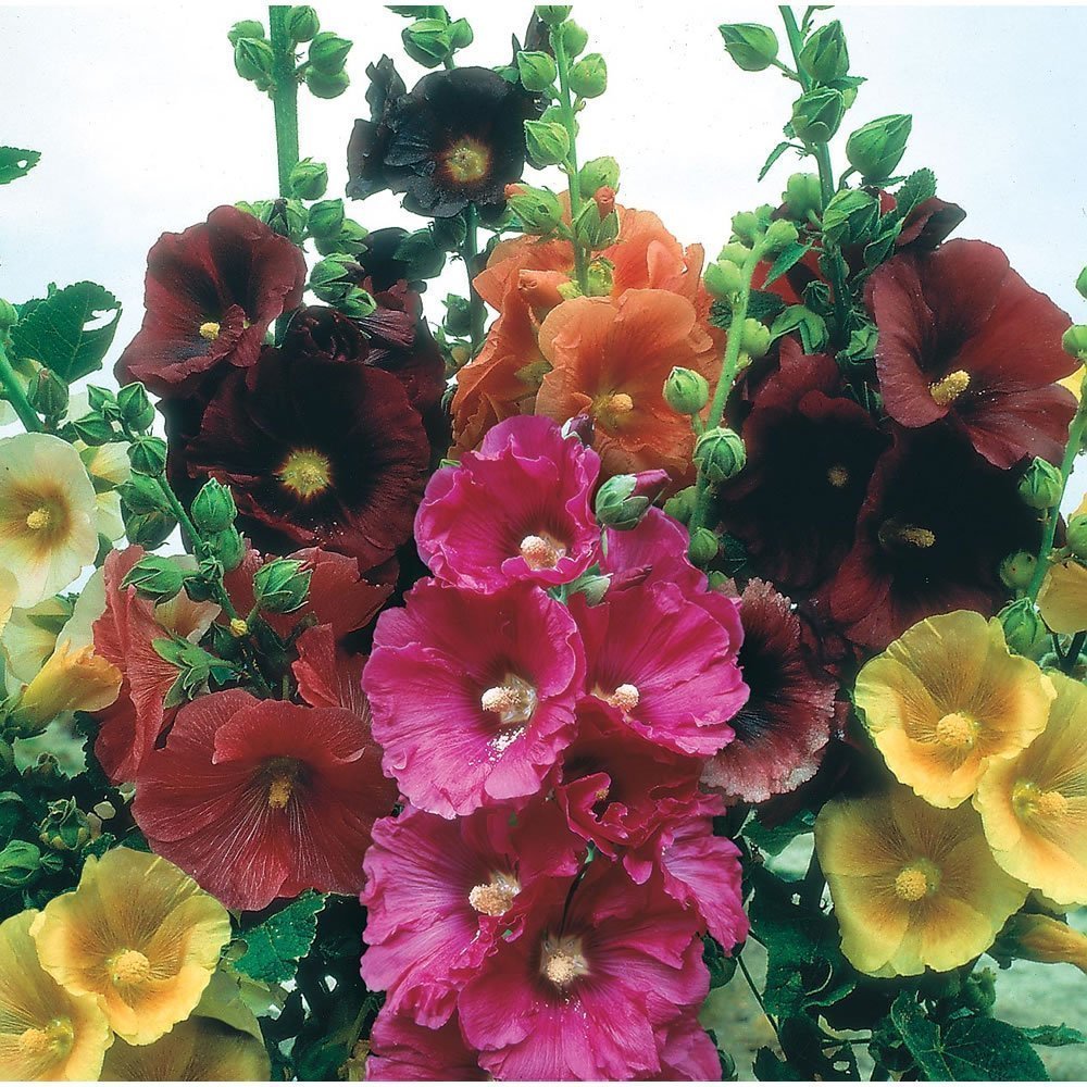 theseedhouse Giant Danish Mix Rare Biennial Hollyhock Seed, 11 ft Tall - Pack of 25 Seeds - Seeds Ville