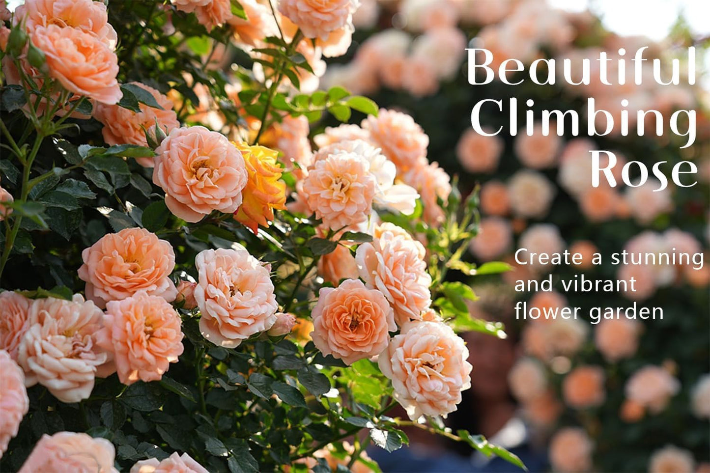 All Mix Imported Climbing Rose Seeds Perennial Super Fragrance Rose flower (45+ Seeds Pack) With Free 50g Seed Growing Mix | Flower Seeds for Home and Kitchen Gardening