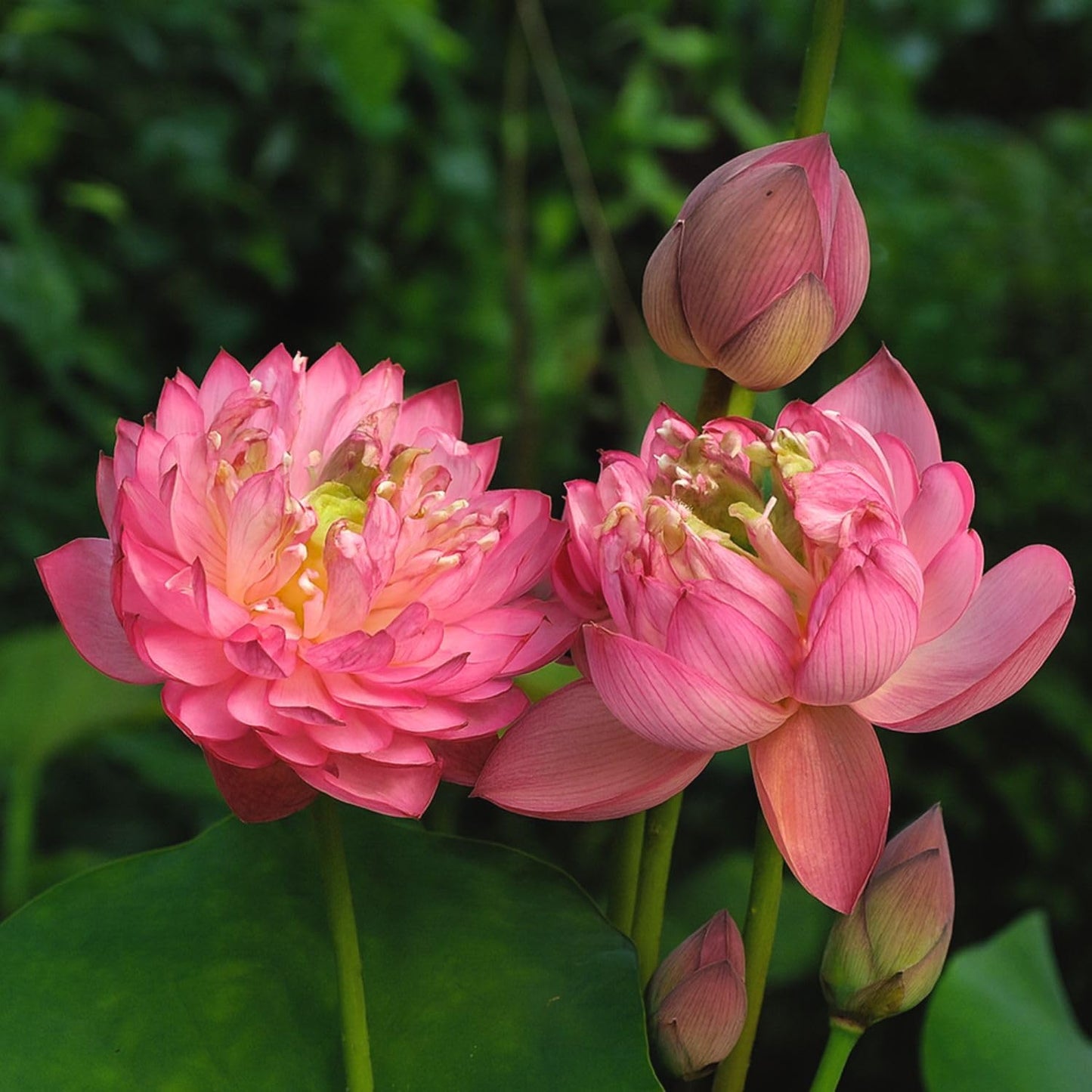 Lotus live plant | Rare plant | Original color guarantee plant | Indoor & Outdoor Live plant (Code 32)