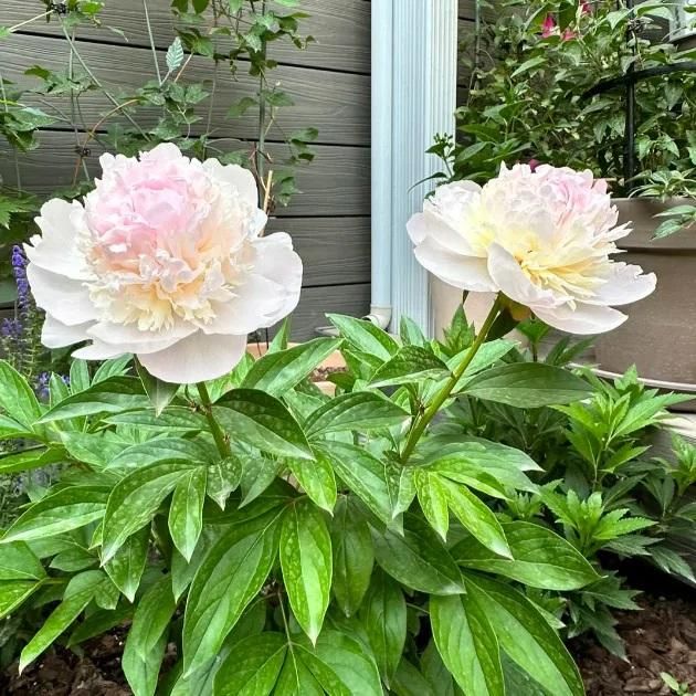 Exquisite Peony Flower Seeds: Grow Vibrant, Fragrant Blooms for a Stunning Garden Display