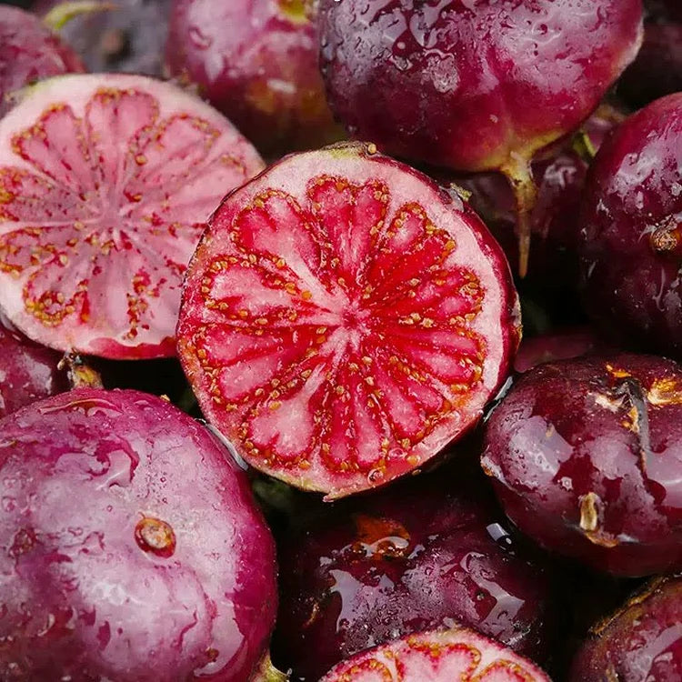 Premium Red Berry Ginseng Seeds: Easy-Grow Spider Fruit, Nutrient-Rich Garden Delight