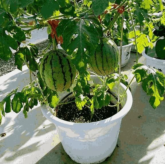Sweet Juicy Potted Watermelon Seeds for Easy Home Container Gardening
