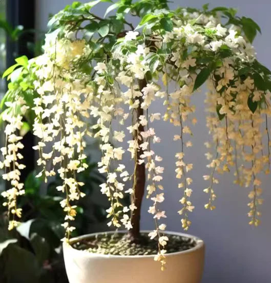 Premium Fragrant Hanging Jasmine Flower Seeds – Easy Grow Cascading Blooms for Home Decor