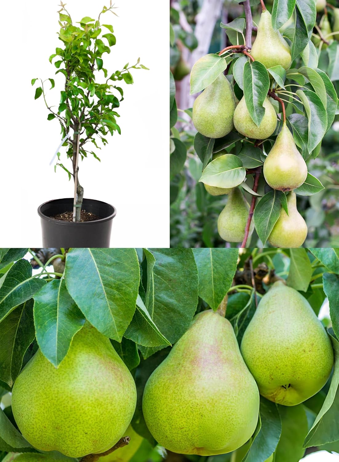 Pear babugosha dwarf grafted live trees Naspati hybrid Pear Fruit Plant (Pack of 1)