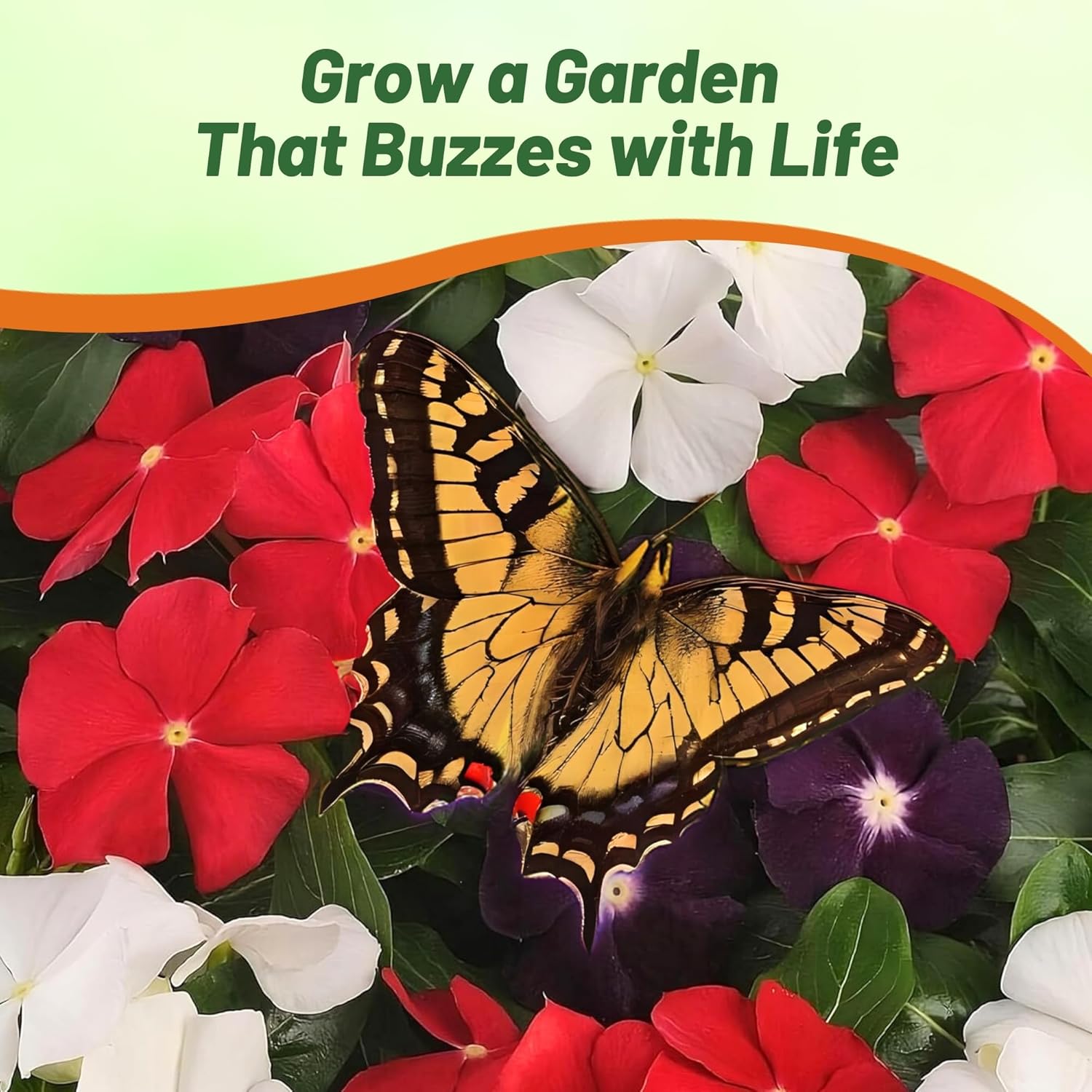 Outsidepride 50+ Seeds- Vinca Periwinkle American Pie Garden Flower, Ground Cover, & Container Plant Mix - Seeds Ville